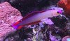 purplerfirefish.jpg