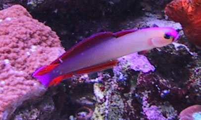 purplerfirefish.jpg, 8/5/2002