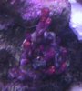 purpletunicate_07-02.jpg