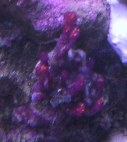 purpletunicate_07-02.jpg, 7/31/2002